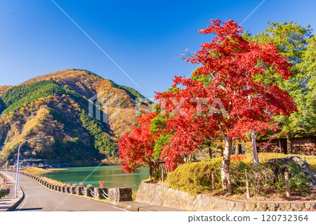 [Kanagawa Prefecture] Beautiful autumn foliage at Lake Tanzawa and Miho Dam 120732364