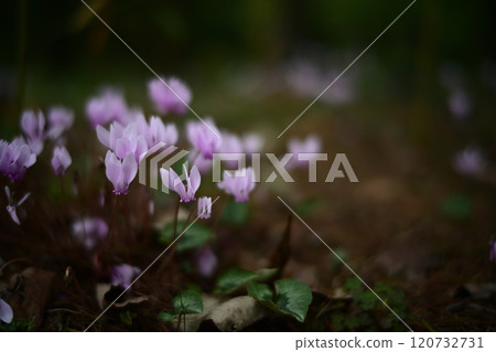 Pale purple flowers of cyclamen (original species) 120732731
