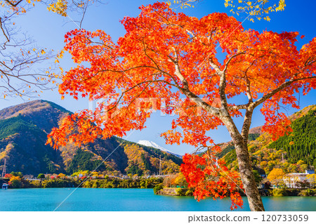 【神奈川縣】丹澤湖，岸邊紅葉如火，背景是富士山 120733059