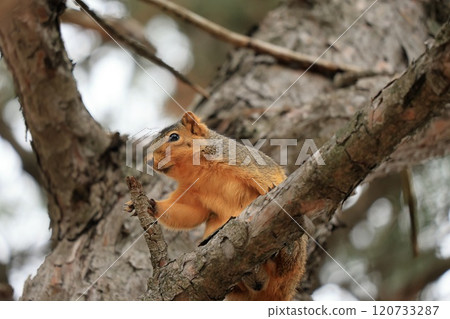 A cute eastern fox squirrel climbing a tree 120733287