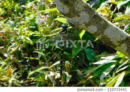 A giant dragonfly resting on a tree in the Asahi Mountain Range 120733441