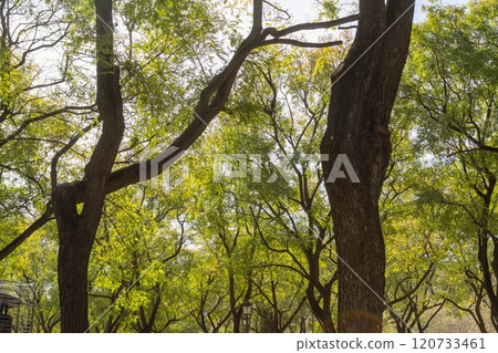 Trees in a park in Sevilla, Andalusia, Spain. 120733461