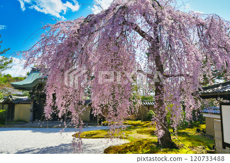 Beautiful weeping cherry blossoms at Kodaiji Temple in Kyoto (Higashiyama Ward, Kyoto City, Kyoto Prefecture) 120733488