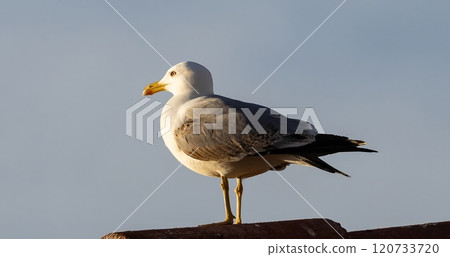 Yellow-legged Gull (Larus michahellis) near Malaga in Andalusia, Spain. 120733720