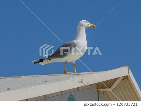 Yellow-legged Gull (Larus michahellis) on a roof in Torremolinos, Andalusia, Spain. Yellow-legged Gull (Larus michahellis) on a roof in Torremolinos, Andalusia, Spain. 120733721