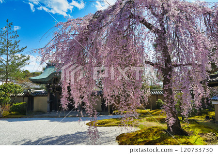 Beautiful weeping cherry blossoms at Kodaiji Temple in Kyoto (Higashiyama Ward, Kyoto City, Kyoto Prefecture) 120733730