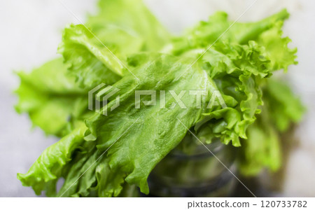 Top view of a green lettuce plant Top view of a green lettuce plant 120733782