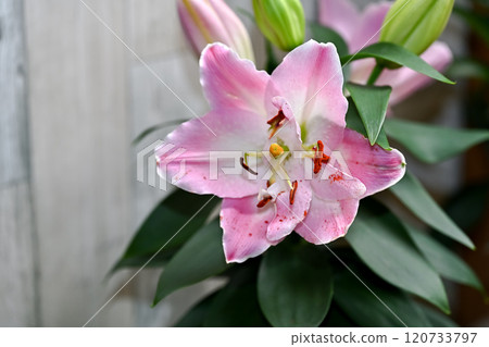 Lily oriental hybrid Lily oriental hybrid 120733797