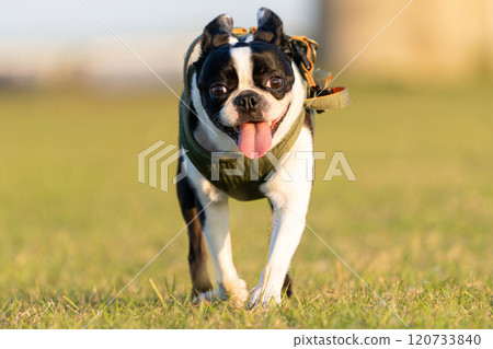 Boston Terrier 120733840