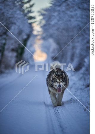 Alaskan malamute. Dog in frosty snow in winter on the road and forest 120733853