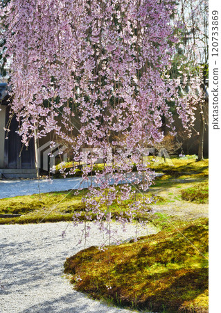 Beautiful weeping cherry blossoms at Kodaiji Temple in Kyoto (Higashiyama Ward, Kyoto City, Kyoto Prefecture) 120733869