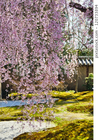 Beautiful weeping cherry blossoms at Kodaiji Temple in Kyoto (Higashiyama Ward, Kyoto City, Kyoto Prefecture) Beautiful weeping cherry blossoms at Kodaiji Temple in Kyoto (Higashiyama Ward, Kyoto City, Kyoto Prefecture) 120733894