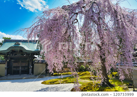 Beautiful weeping cherry blossoms at Kodaiji Temple in Kyoto (Higashiyama Ward, Kyoto City, Kyoto Prefecture) 120733999