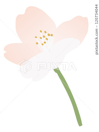 Vector illustration of cherry blossoms 120734044