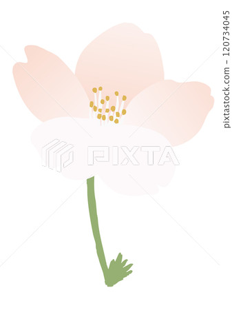 Vector illustration of cherry blossoms 120734045