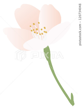櫻花的矢量插畫 120734048