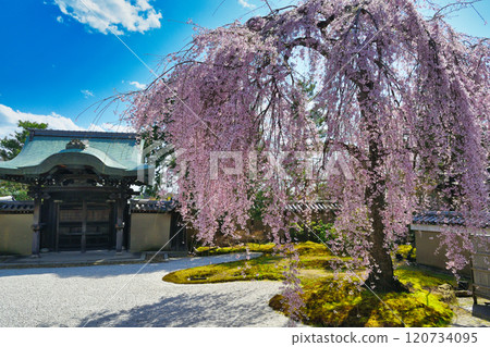 京都高台寺美麗的垂枝櫻花（京都府京都市東山區） 120734095