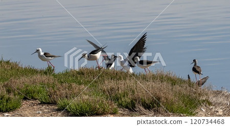 Black-winged Stilt (Himantopus himantopus) in a pond at nature reserve Guadalhorce, near Malaga in Andalusia, Spain. 120734468