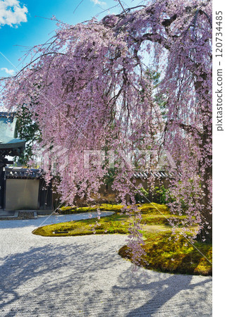 Beautiful weeping cherry blossoms at Kodaiji Temple in Kyoto (Higashiyama Ward, Kyoto City, Kyoto Prefecture) 120734485