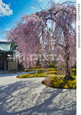 京都高台寺美麗的垂枝櫻花（京都府京都市東山區） 120734489