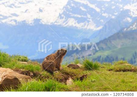 Alpine marmot (Marmota marmota) in the Swiss Alps 120734808