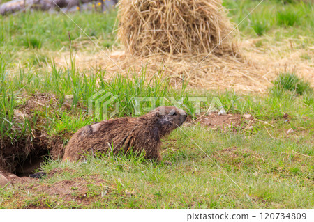 Alpine marmot (Marmota marmota) in the Swiss Alps 120734809