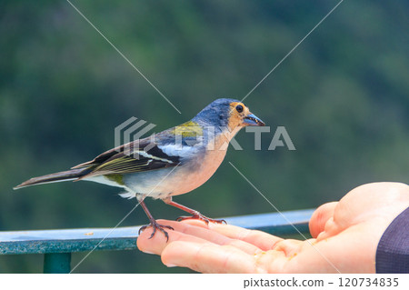 Madeiran chaffinch (Fringilla coelebs maderensis) sitting on human hand at Miradouro dos Balcoes viewpoint in Madeira, Portugal. Bird endemic to the Portuguese island of Madeira 120734835