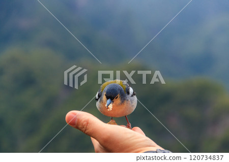 Madeiran chaffinch (Fringilla coelebs maderensis) sitting on human hand at Miradouro dos Balcoes viewpoint in Madeira, Portugal. Bird endemic to the Portuguese island of Madeira Madeiran chaffinch (Fringilla coelebs maderensis) sitting on human hand at Miradouro dos Balcoes viewpoint in Madeira, Portugal. Bird endemic to the Portuguese island of Madeira 120734837