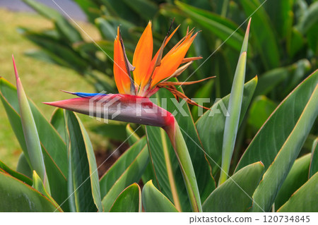 Bird of paradise flower (Strelitzia reginae) of Madeira Island, Portugal 120734845