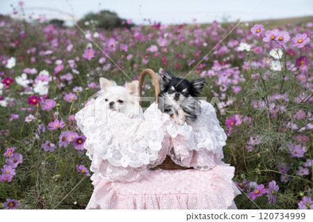 宇宙場和籃子裡的兩隻吉娃娃 宇宙場和籃子裡的兩隻吉娃娃 120734999