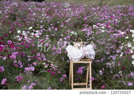 Cosmos field and a caged Chihuahua on land 120735027