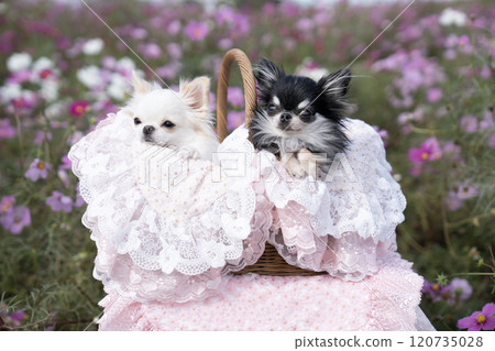 Cosmos field and two chihuahuas in a cage Cosmos field and two chihuahuas in a cage 120735028