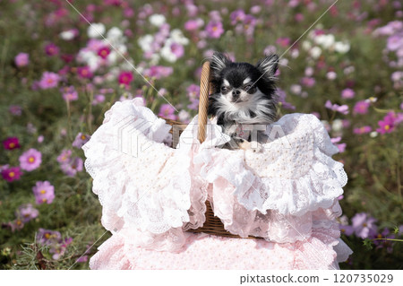Cosmos field and a Chihuahua in a lace basket 120735029