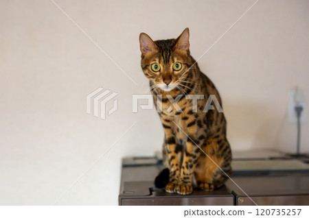 Staring cat (Bengal cat) Staring cat (Bengal cat) 120735257