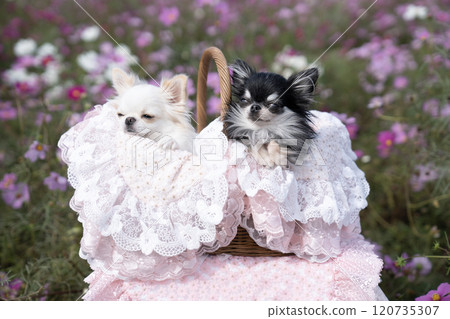 宇宙場和籃子裡的兩隻吉娃娃 120735307