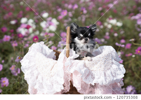 Cosmos field and a Chihuahua in a lace basket 120735308