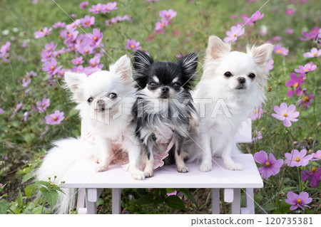 Cosmos field and three chihuahuas 120735381
