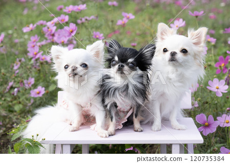 Cosmos field and three chihuahuas 120735384