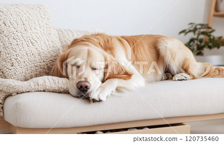 Golden Retriever Resting on a Comfortable Sofa 120735460