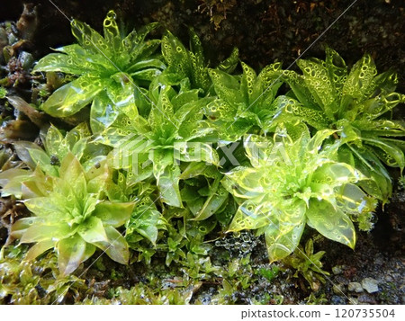 雨後石牆上生長的蝎子魚 雨後石牆上生長的蝎子魚 120735504