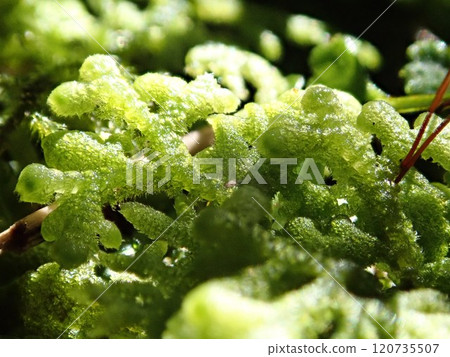 Mukumuku 苔蘚在透過八丈島樹木的陽光下閃閃發光 Mukumuku 苔蘚在透過八丈島樹木的陽光下閃閃發光 120735507