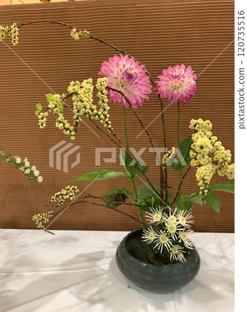 花道～壁龕上裝飾的菊花 120735516