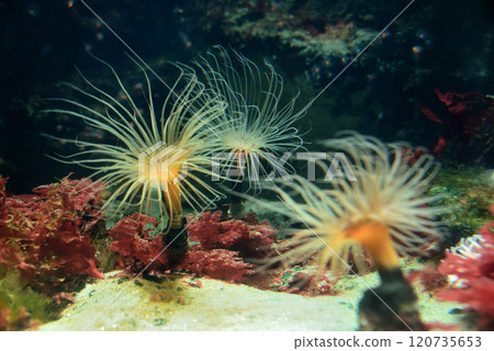 Tokyo Rinkai Aquarium Tokyo Rinkai Aquarium 120735653