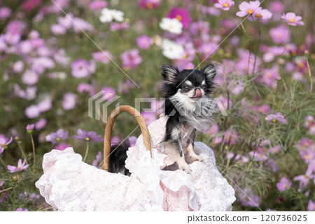 宇宙場和蕾絲籃中的奇瓦瓦州 120736025