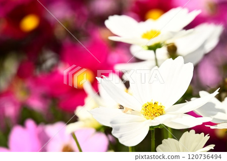 Autumn flowers, autumn cherry blossoms 120736494