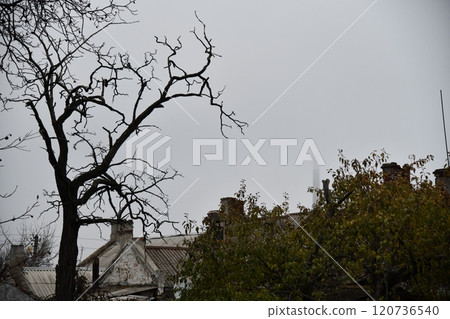 beautiful view of trees in the forest, rees 120736540