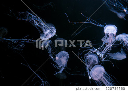 Group of Atlantic sea nettle jellyfish floating in illuminated aquarium with neon light Group of Atlantic sea nettle jellyfish floating in illuminated aquarium with neon light 120736560