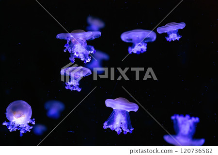 Mediterranean jellyfish, fried egg, Cotylorhiza tuberculata, swim in aquarium with neon light 120736582