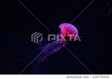 Fluorescent lion's mane jellyfish swimming underwater aquarium pool with red neon light. 120736585