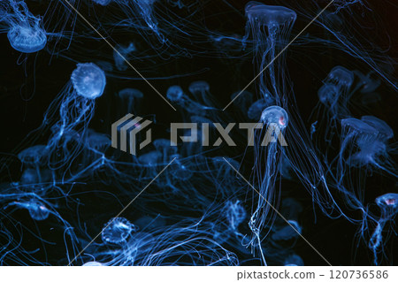 Group of Atlantic sea nettle jellyfish floating in illuminated aquarium with neon light Group of Atlantic sea nettle jellyfish floating in illuminated aquarium with neon light 120736586